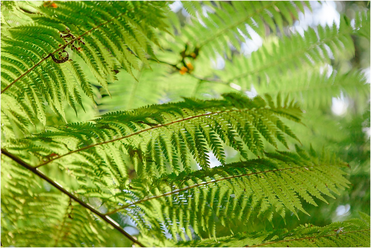 Bonville Wedding Photographer_0535